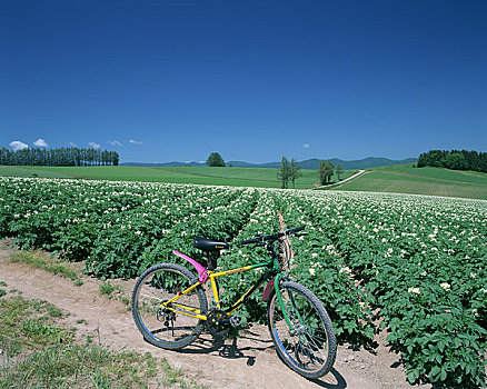自行车,马铃薯,种植