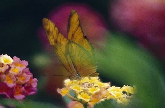 蝴蝶,头状花序,不列颠哥伦比亚省,加拿大