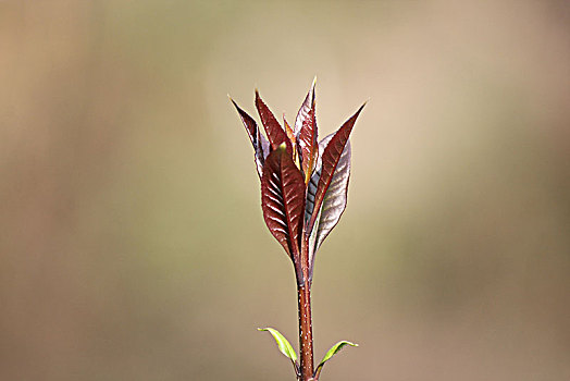 春芽