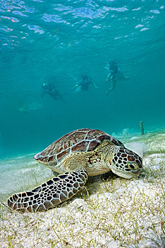 水下呼吸管,看,绿海龟,龟类,墨西哥