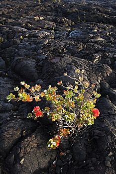 夏威夷,夏威夷大岛,夏威夷火山国家公园,道路,桃金娘花,树,流动,喷发