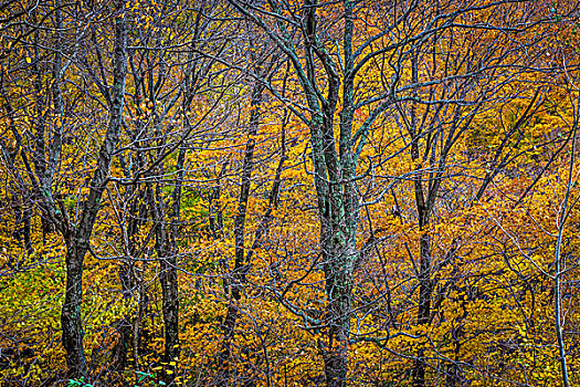 秃树,秋叶,树林,佛蒙特州,美国