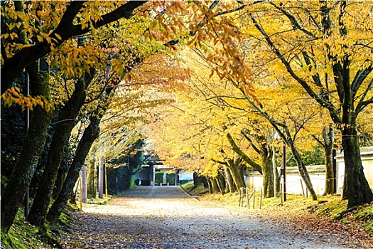 红叶,枫树,秋天,日本