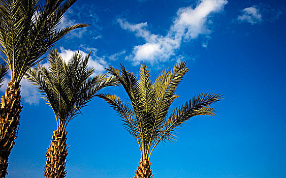 棕榈树,区域,马拉喀什,摩洛哥