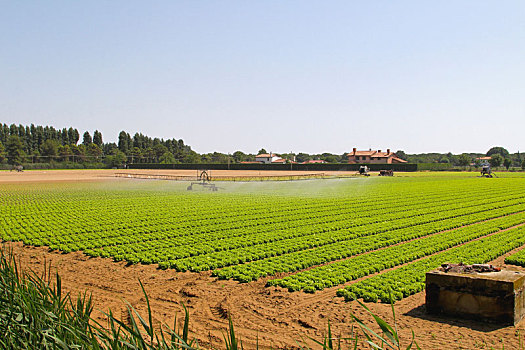 沙拉,地点,灌溉