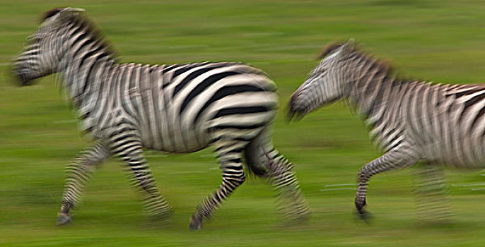 斑马,恩戈罗恩戈罗,保护区,坦桑尼亚