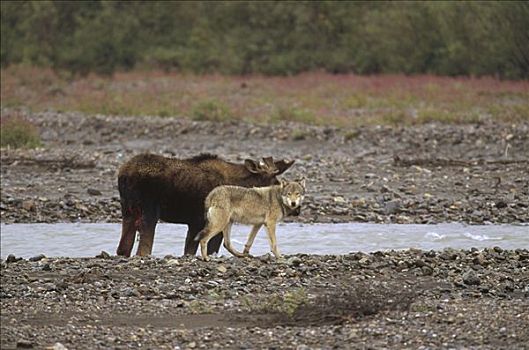 大灰狼,狼,等待,受伤,驼鹿,美洲驼鹿,德纳利国家公园和自然保护区,阿拉斯加