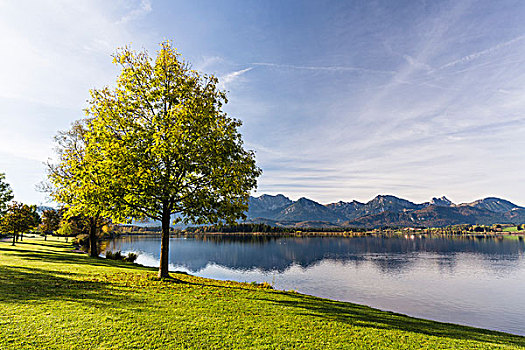 树,湖岸,秋天,湖,斯瓦比亚,巴伐利亚,德国