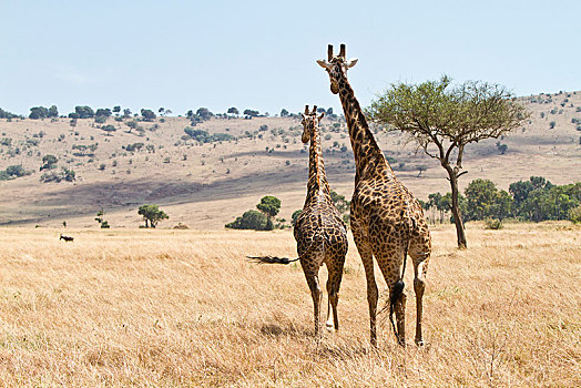 长颈鹿,马赛马拉,裂谷省,肯尼亚,非洲