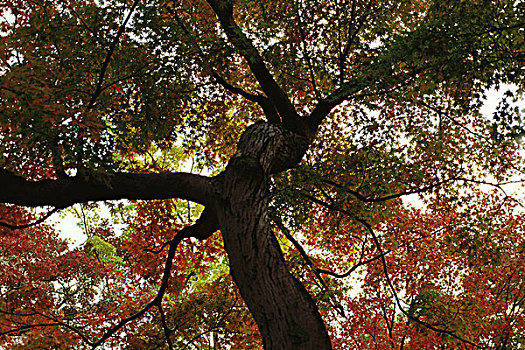 枫树,日本,仰视