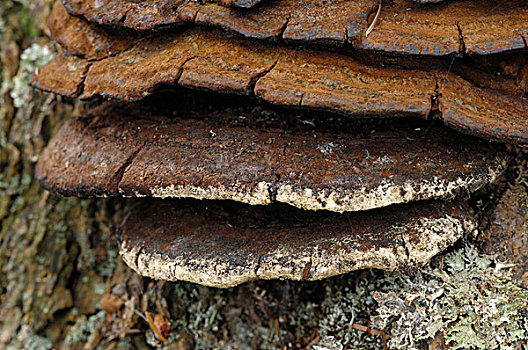 加拿大,不列颠哥伦比亚省,温哥华岛,特写,照片,老,褐蘑菇