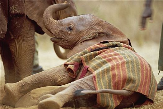 非洲象,孤儿,第一,东察沃国家公园,肯尼亚