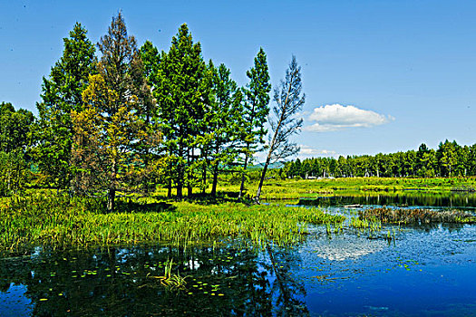 沼泽,湖水,东北,大兴安岭