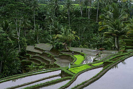 印度尼西亚,巴厘岛,阶梯状,稻田,农民,耕作