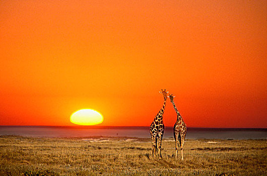 长颈鹿,情侣,走,日落,埃托沙国家公园