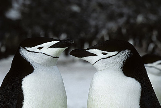 南极,岛屿,帽带企鹅,一对,特写
