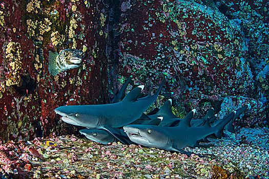 灰三齿鲨,安息地,墨西哥,北美
