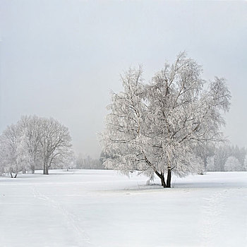 冰冻,桦树,地点,雾