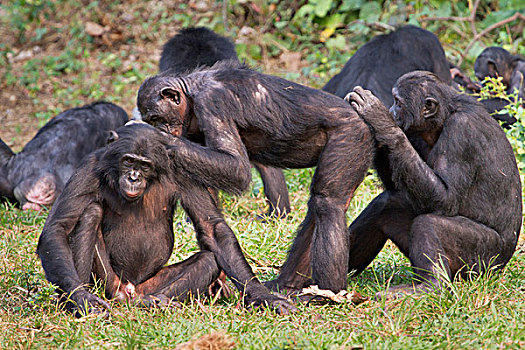 倭黑猩猩,刚果,非洲