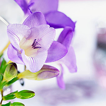 紫色,小苍兰属植物,花,特写