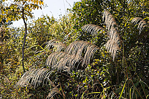 野生植物,英国,新界,香港