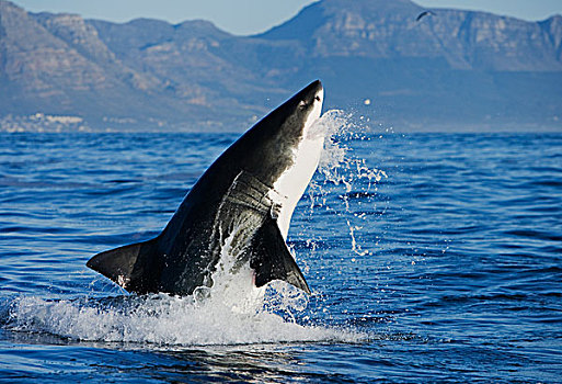 大白鲨,沙鲨属,跳跃,室外,水,觅食,海豹岛,福尔斯湾,南非