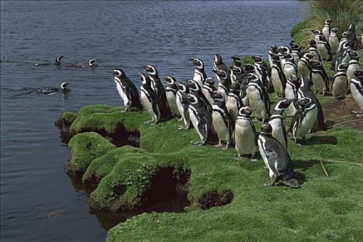 麦哲伦企鹅,小蓝企鹅,群,海岸线,海狮,岛屿,福克兰群岛
