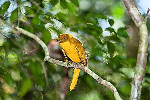 金色,园丁鸟,阿瑟顿高原,昆士兰,澳大利亚