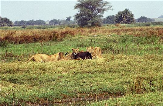 博茨瓦纳,奥卡万戈三角洲,莫雷米禁猎区,狮子,自豪,水牛,杀死