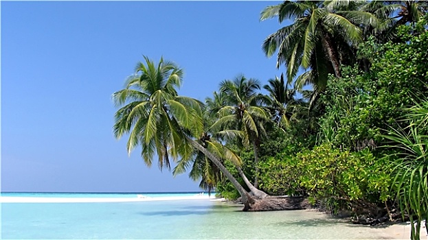 棕榈树,白色,海滩,海洋