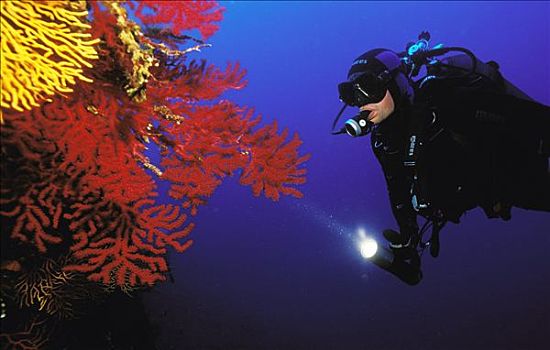 法国,波克罗勒岛,潜水,珊瑚