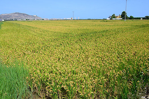 稻田,西班牙