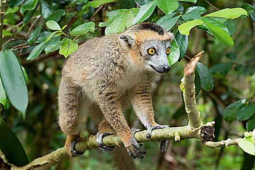 冠,狐猴,褐色的狐猴,树上,自然保护区,马达加斯加,非洲