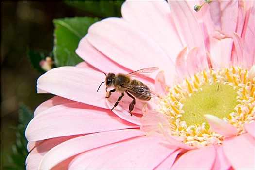 蜜蜂,收集,蜂蜜,花粉,花