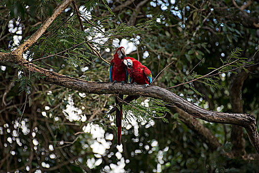 金刚鹦鹉,绿翅金刚鹦鹉,动物,一对,坐在树上,潘塔纳尔,南马托格罗索州,巴西,南美
