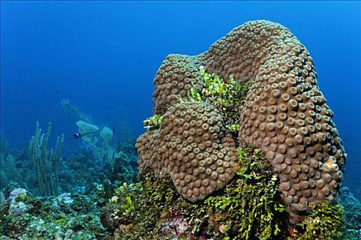 柱子,珊瑚,藻类,珊瑚礁,佩特罗,岛屿,伯利兹,中美洲,加勒比海