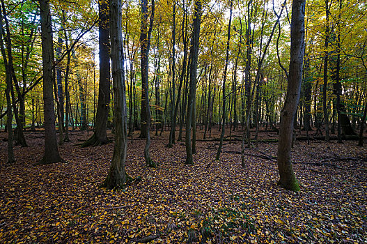 秋日树林,自然保护区,黑森州,德国,欧洲