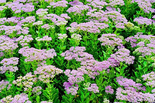 紫色八宝景天花花朵特写