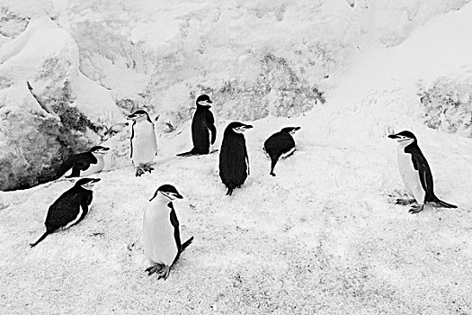 南极,南设得兰群岛,帽带企鹅,阿德利企鹅属,站立,雪,斜坡,欺骗岛
