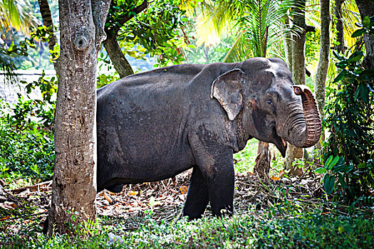 大象,靠近,斯里兰卡