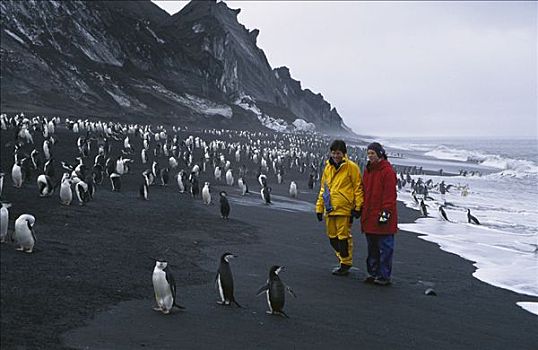 游客,风景,帽带企鹅,南极企鹅,欺骗岛,南设得兰群岛,南极半岛