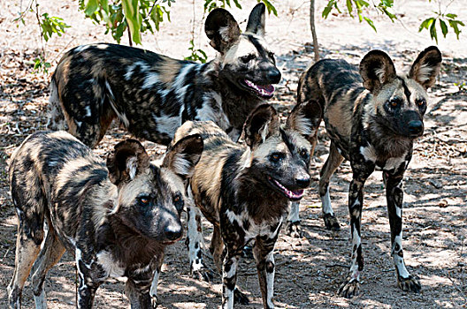 野狗,非洲野犬属,俘获,濒危物种,中心,禁猎区,南非