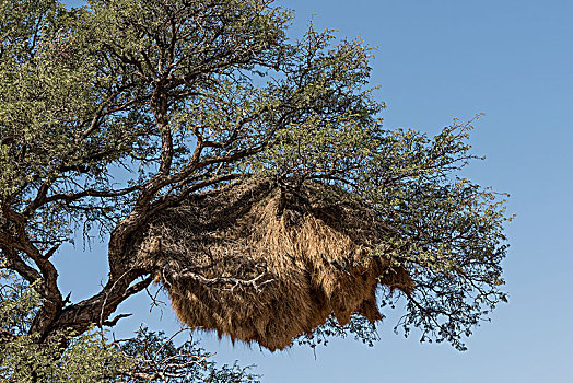 悬挂,鸟窝,织布鸟,鸟,纳米比亚,基特曼斯胡普,区域