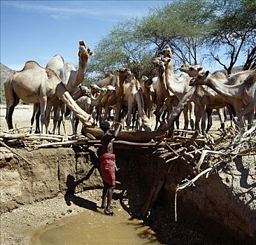 水,骆驼,水坑,家庭,挖,宽,季节,救生索,游牧部落,生活方式,区域,枝条,围绕