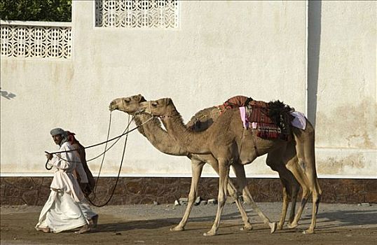 阿曼苏丹国,两个男人,骆驼,走,街道