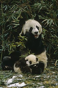 大熊猫,母兽,幼兽,卧龙,熊猫,保存,四川,中国