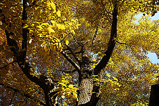 秋天金黄色的银杏树局部
