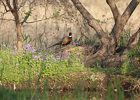 北戴河观鸟湿地的环颈雉