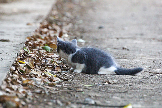 自然环境中的英短蓝白猫