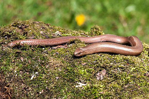 蛇蜥,捷克共和国